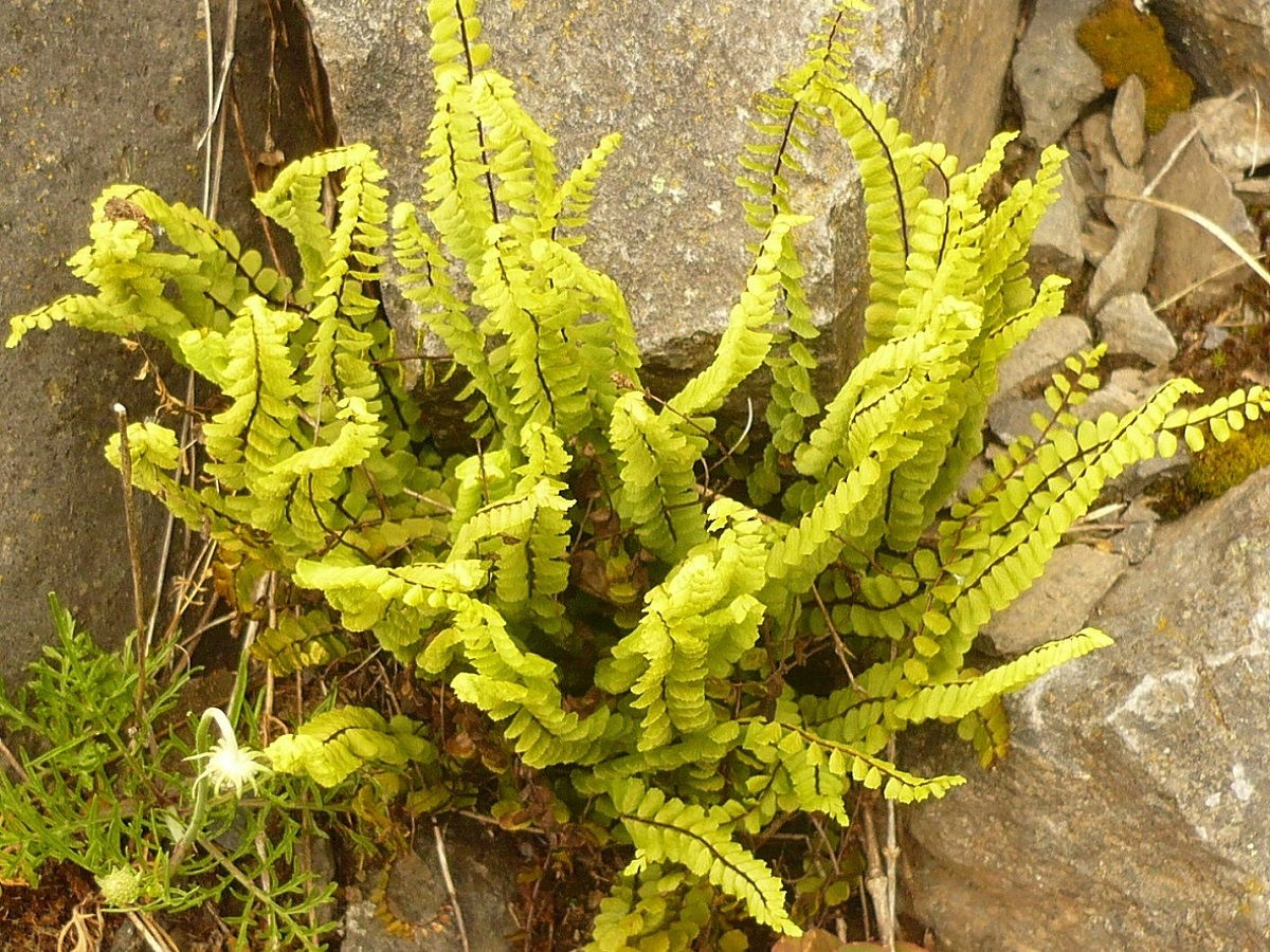 Asplenium trichomanes subsp. trichomanes (Aspleniaceae)